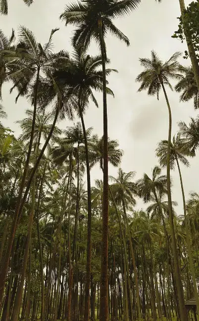 Voyage art de la valise sépya